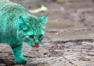 Illustration for article titled Caturday - It's Not Easy Being Green Edition